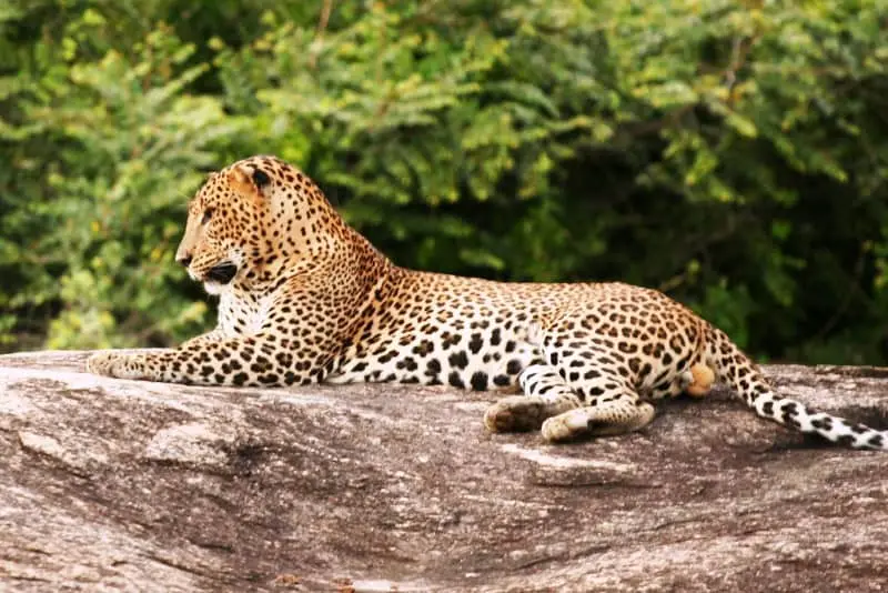 Sinharaja Rainforest Day Tour