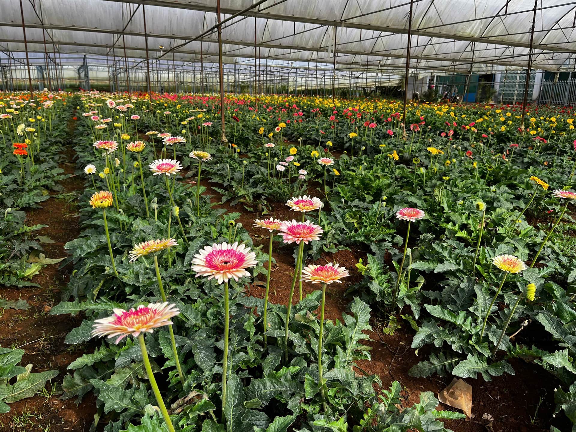 Dalat countryside tour - תמונה 3