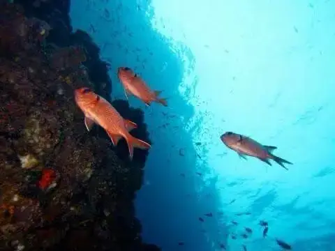 צלילה בקראבי עם מועדון Krabi Diving Center - תמונה 1