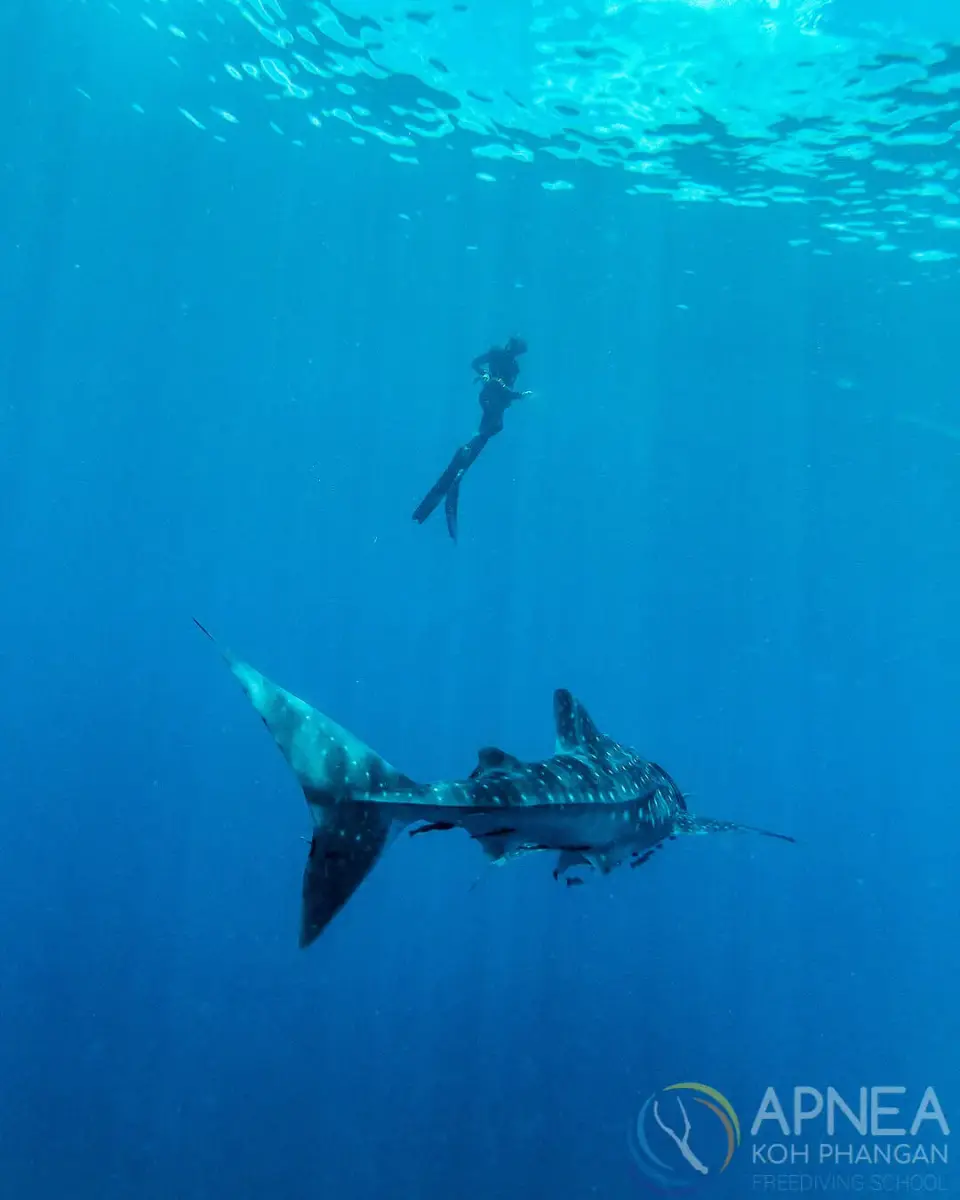 Apnea KP – סשן אימון צלילה חופשית - תמונה 5