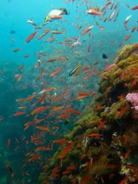 צלילה בקראבי עם מועדון Krabi Diving Center - תמונה 5