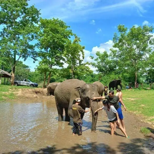 חוויה עם פילים בקראבי – מפגש טבעי ומרגש (Elephant Care)