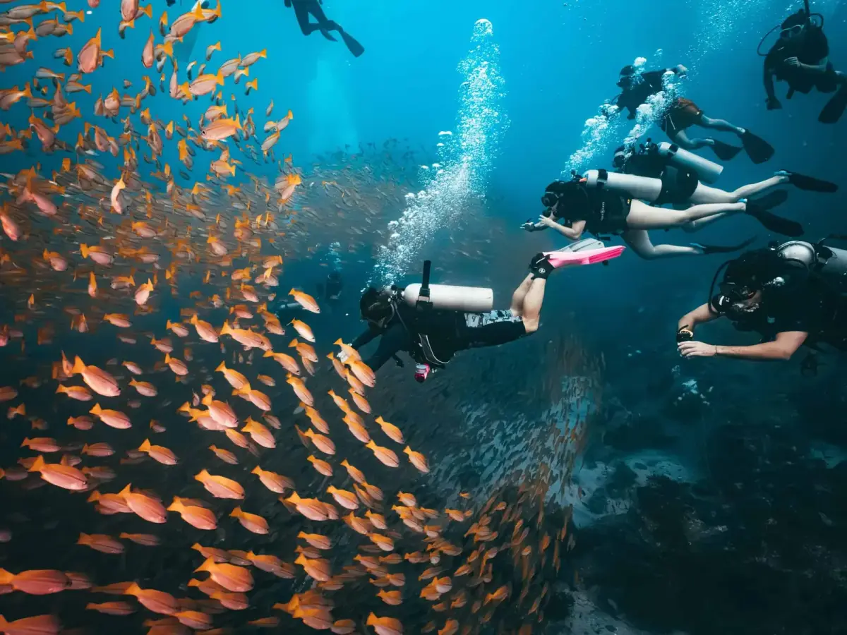 Onyx Divers - המועדון הישראלי המוביל לצלילות מודרכות בקו טאו