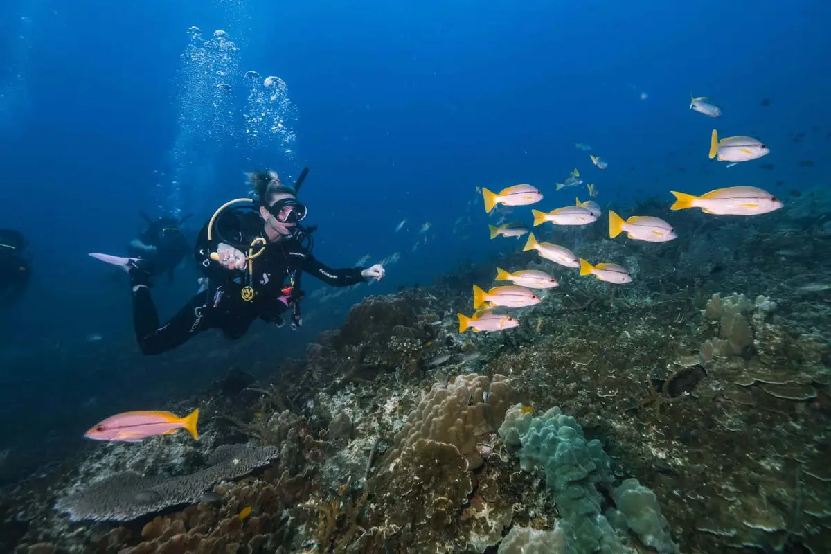DPM diving koh tao