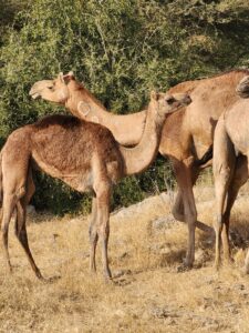 ספארי גמלים בג׳איסלמר איסטקארד
